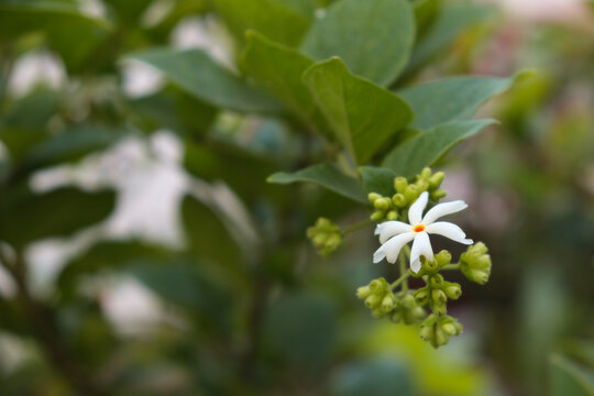 Isolated night flowering jasmine blooming, on a quiet early morning. Shallow depth of field, selective focus, copy space