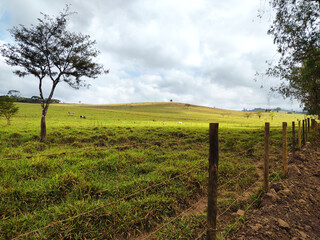 Pasture field on the side of a road with some cattle in the background on a cloudy day at Itabira Minas Gerais, Brazil.	