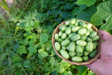 harvest of cucamelon or watermelon mouse, Mouse Melon or Mexican Sour Cucumber, Melothria scabra in a basket in the backyard garden