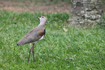 Naklejka premium quero quero