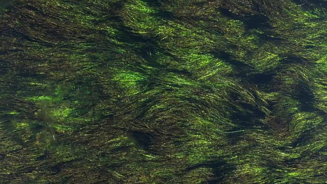 Amazing aerial view of dancing moss in the water.
