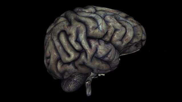 Rotten Human Brain - Isolated Spinning Loop - Alpha Channel Transparency - Realistic 3D Animation