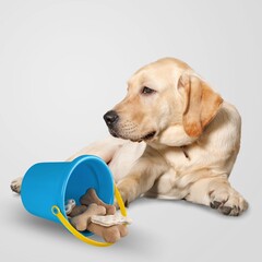 Happy dog with tasty food stick eating