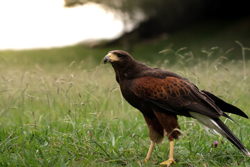 Aguila real 