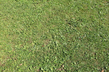 地面/オオバコ(大葉子)などの丈の低い雑草が覆う地面