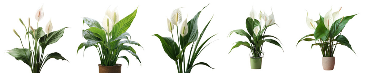 Png Set Clearly showing the spadix and spathe the Spathiphyllum cochlearispathum is a peace lily transparent background