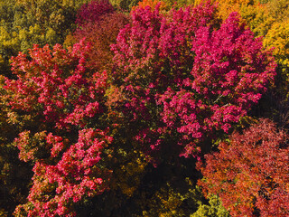 Colorful leaves of Autumn in Wisconsin