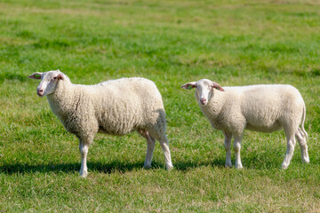 Naklejka na ściany i meble Selective focus of two young sheeps on polder with green meadow, Ovis aries are quadrupedal ruminant mammals typically kept as livestock, Lamb on the grass field in summer, Countryside in Netherlands.
