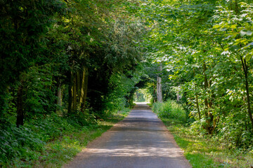 Hiking concept, Small road covered with tree tunnel, Spring landscape with young greenery leaves, Long straight street with sunlight in the morning, Countryside in Netherlands.