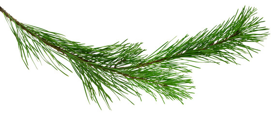 Spruce, fir or pine tree branch ,needles. Fresh forest coniferous sprig. Fluffy twig of winter plant.on transparent, png