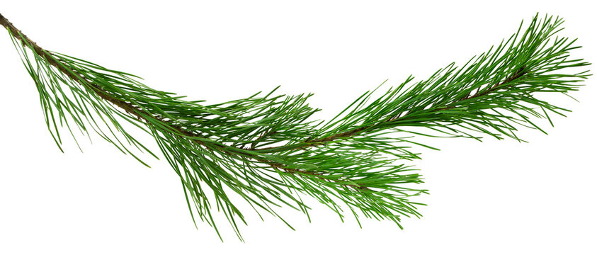 Spruce, fir or pine tree branch ,needles. Fresh forest coniferous sprig. Fluffy twig of winter plant.on transparent, png