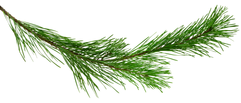 Spruce, fir or pine tree branch ,needles. Fresh forest coniferous sprig. Fluffy twig of winter plant.on transparent, png