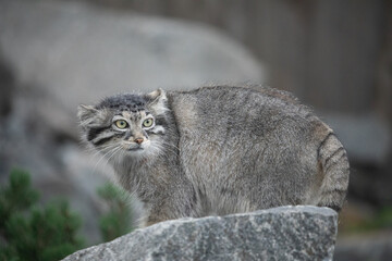 Pallas's cat Manul Otocolobus manul cute wild cat