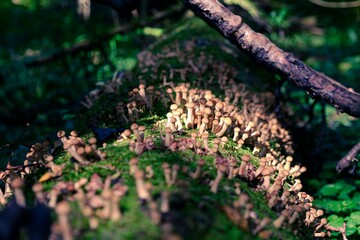 Mushrooms of honey mushrooms grow in the forest A sunny summer or autumn day.