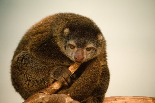 cute wild bear cuscus aulirops ursinus arboreal