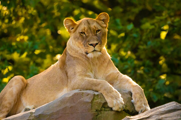 adult Lion playing in zoological garden