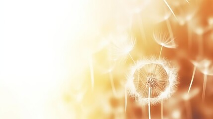 Abstract blurred nature background dandelion seeds