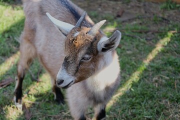 donkey in the grass
