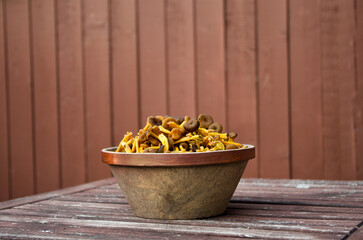 Stoneware bowl with fresh picked funnel chanterelles in fall. - obrazy, fototapety, plakaty
