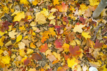 autumn leaves background fall ground