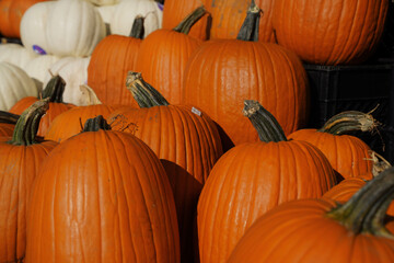 pumpkins and gourds