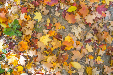 autumn leaves background