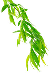 Green leaves fly with a gust of wind. Green leaves wave. Leaf falling. Vegan, eco, organic design element.on transparent, png © 151115
