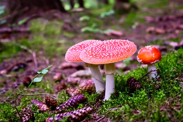 Poisonous fly agaric which grows in the forest in summer.