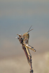 brown grasshopper perched on a branch