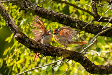The moulting birds - northern cardinal (Cardinalis cardinalis). Rivalry and duels of the cardinals 