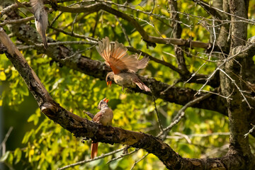 The moulting birds - northern cardinal (Cardinalis cardinalis). Rivalry and duels of the cardinals 