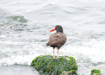 One black oystercatchers in shallow water, looking for food.  The black oystercatcher is a species of high conservation concern.