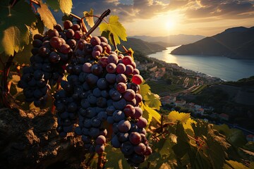 A vineyard landscape with ripe grape clusters in the warm sunset light  - obrazy, fototapety, plakaty