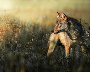 Jeune loup observé en Finlande