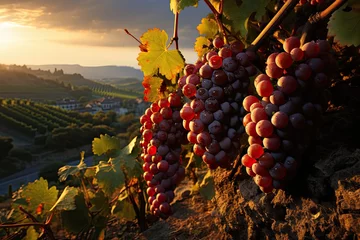 Tuinposter A vineyard landscape with ripe grape clusters in the warm sunset light  © PinkiePie