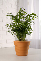 Potted chamaedorea palm on light grey table indoors. Beautiful houseplant
