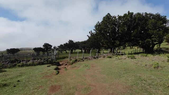 Walking towards Fanal Forest footage on sunny day