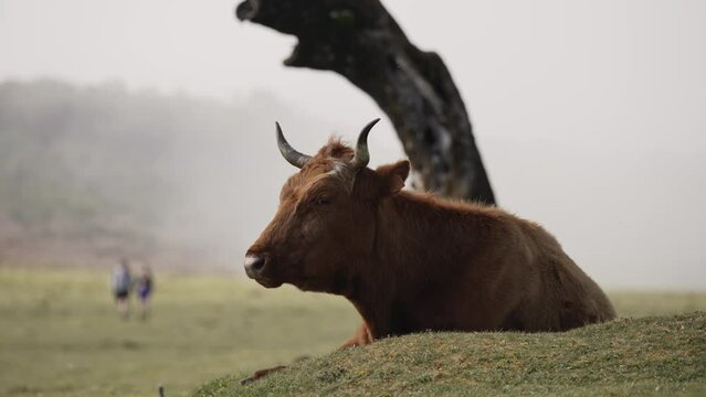 Beautiful footage of cows chewing grass at Fanal Forest