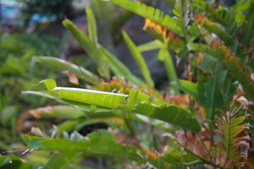 banana trees
