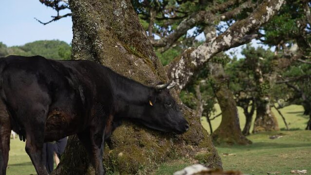 Beautiful footage of cow scrapes itself against a tree at Fanal Forest