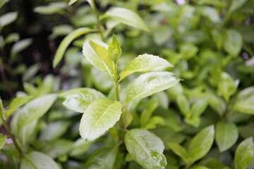 close up of leaves of a plant