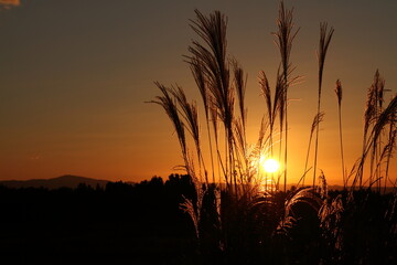 秋の風景（太陽とすすき）1