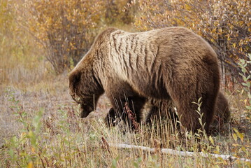 Big brown grizzly bear in north America