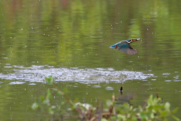 Bird of prey or Common kingfisher bird catches fish for food.