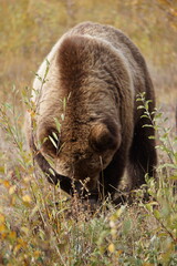 Big Brown Bear in wilderness