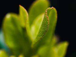 close up of a plant