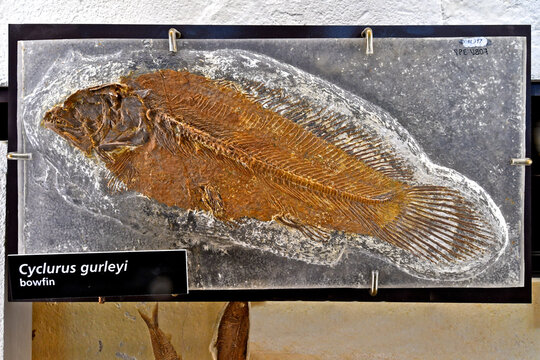 Blowfin Fossil, Fossil Butte National Monument, Wyoming 