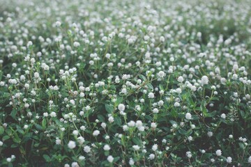 Closeup white grass flowers field