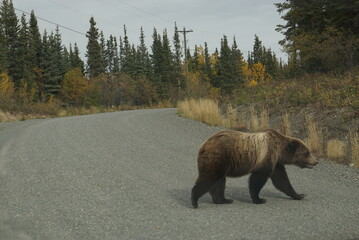 Brown grizzly bear crossing the street