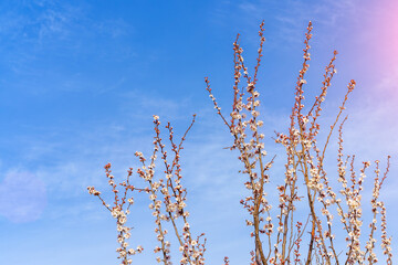 Twigs of flowering fruit trees with selective focus, toned. Spring background with copy space